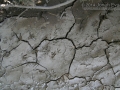 Hispid Cotton Rat Tracks