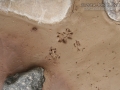 Hispid Cotton Rat Tracks