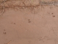 Hispid Cotton Rat Tracks