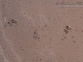 Hispid Cotton Rat Tracks