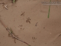 Hispid Cotton Rat Tracks