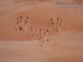 Hispid Cotton Rat Tracks