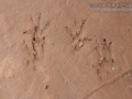 Hispid Cotton Rat Tracks