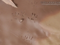 Hispid Cotton Rat Tracks