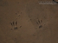 Hispid Cotton Rat Tracks