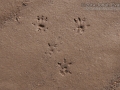 Hispid Cotton Rat Tracks