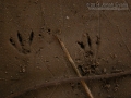 Hispid Cotton Rat Tracks