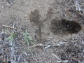 Kangaroo Rat Dig & Scat