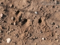 Kangaroo Rat Digs