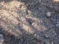 Kangaroo Rat Scat