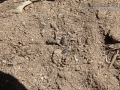 Kangaroo Rat Scat