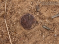 Kangaroo Rat Scat