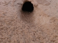 Kangaroo Rat Burrow