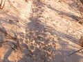 Kangaroo Rat Trail