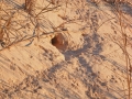 Kangaroo Rat Trail & Burrow
