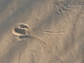 Kangaroo Rat Dig