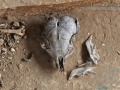 Kangaroo Rat Skull