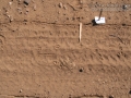 Kangaroo Rat Tracks