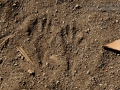 Kangaroo Rat Tracks