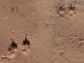 Kangaroo Rat Tracks