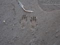 Kangaroo Rat Tracks