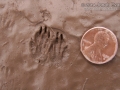 Merriam's Kangaroo Rat Tracks