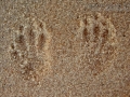 Ord's Kangaroo Rat Tracks
