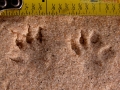 Kangaroo Rat Tracks