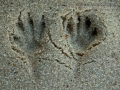 Ord's Kangaroo Rat Tracks
