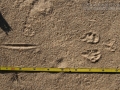 Ord's Kangaroo Rat Tracks