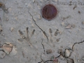 Kangaroo Rat Tracks