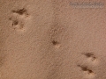 Kangaroo Rat Tracks