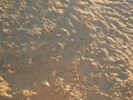 Kangaroo Rat Tracks