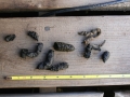 Yellow-bellied Marmot Scat
