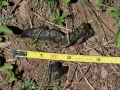 Yellow-bellied Marmot Scat