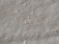 Yellow-bellied Marmot Tracks