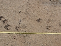 Yellow-bellied Marmot Tracks