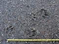 Yellow-bellied Marmot Tracks