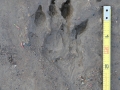 Yellow-bellied Marmot Tracks