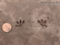 Merriam's Kangaroo Rat Tracks