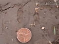 Merriam's Kangaroo Rat Tracks