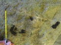 Muskrat Scat