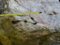 Muskrat Scat