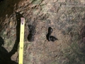 Muskrat Scat