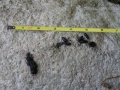 Muskrat Scat