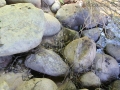 Muskrat Scat