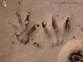 Muskrat Tracks