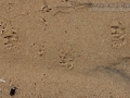Muskrat Tracks