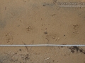 Muskrat Tracks