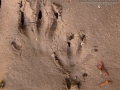 Muskrat Tracks